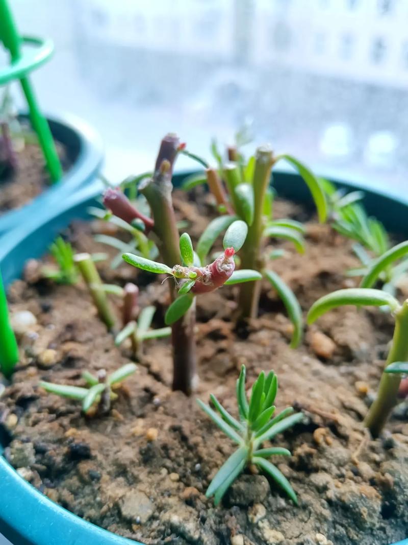 太阳花小苗可以晒太阳吗？太阳花小苗可以晒太阳吗图片？-第5张图片-优品飞百科