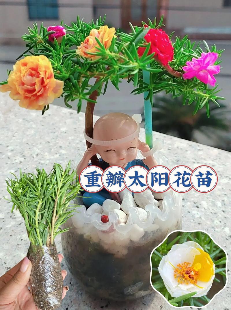 太阳花小苗可以晒太阳吗？太阳花小苗可以晒太阳吗图片？-第6张图片-优品飞百科