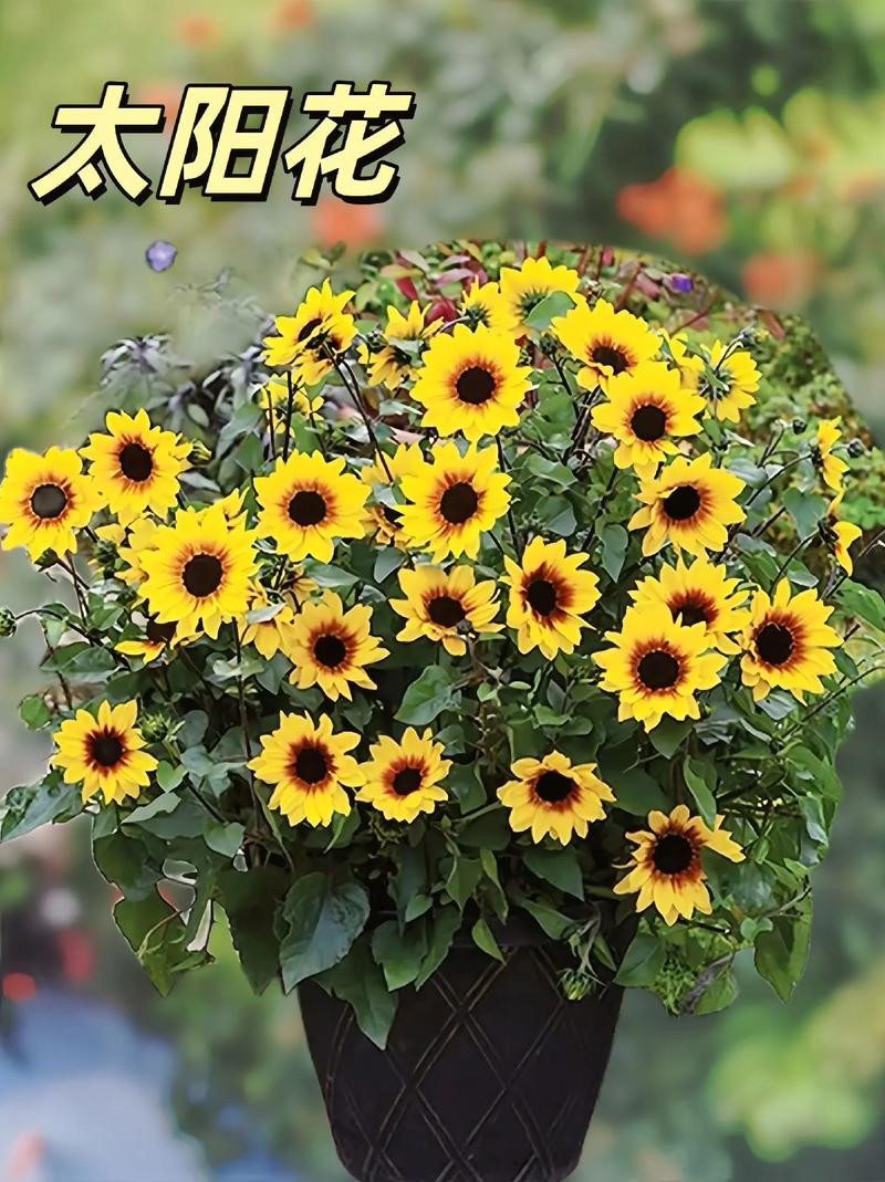 太阳花小苗可以晒太阳吗？太阳花小苗可以晒太阳吗图片？-第7张图片-优品飞百科