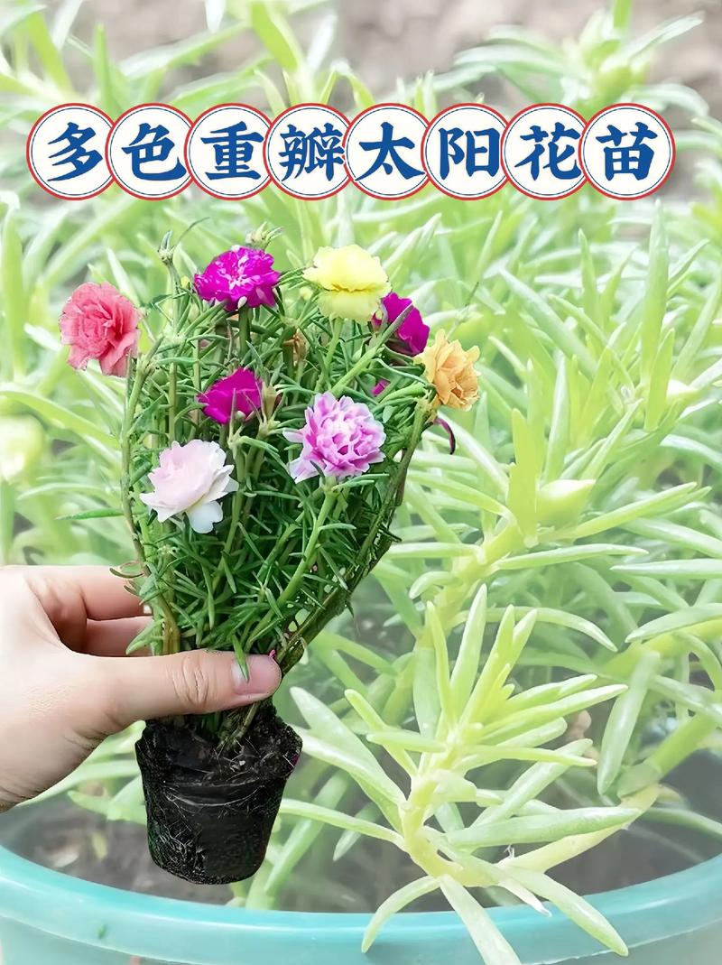 太阳花小苗可以晒太阳吗？太阳花小苗可以晒太阳吗图片？-第8张图片-优品飞百科