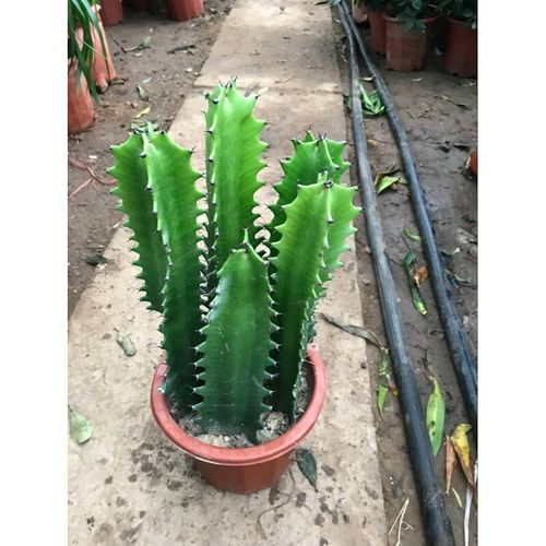 龙骨能嫁接蟹爪兰吗？龙骨可以嫁接什么花？-第1张图片-优品飞百科