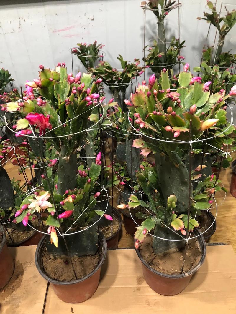 龙骨能嫁接蟹爪兰吗？龙骨可以嫁接什么花？-第2张图片-优品飞百科