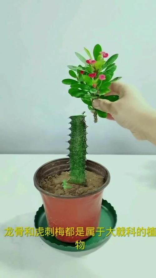 龙骨能嫁接蟹爪兰吗？龙骨可以嫁接什么花？-第3张图片-优品飞百科