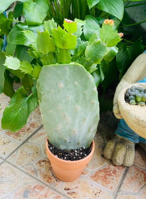 龙骨能嫁接蟹爪兰吗？龙骨可以嫁接什么花？-第4张图片-优品飞百科