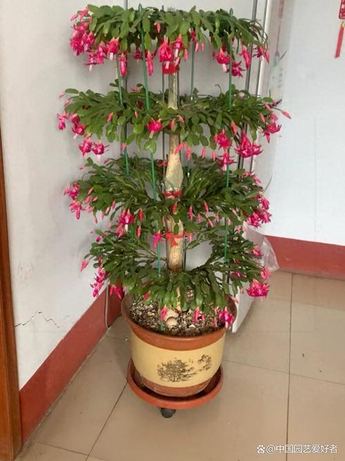 龙骨能嫁接蟹爪兰吗？龙骨可以嫁接什么花？-第6张图片-优品飞百科