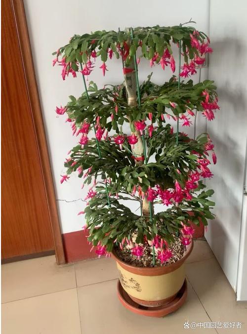 龙骨能嫁接蟹爪兰吗？龙骨可以嫁接什么花？-第5张图片-优品飞百科