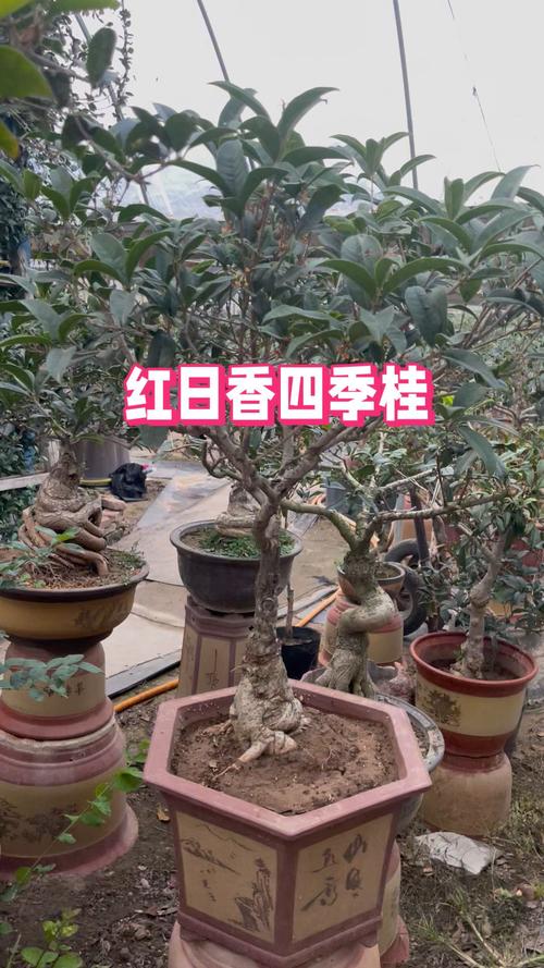 日香桂怎么修剪？日香桂修剪的正确方法？