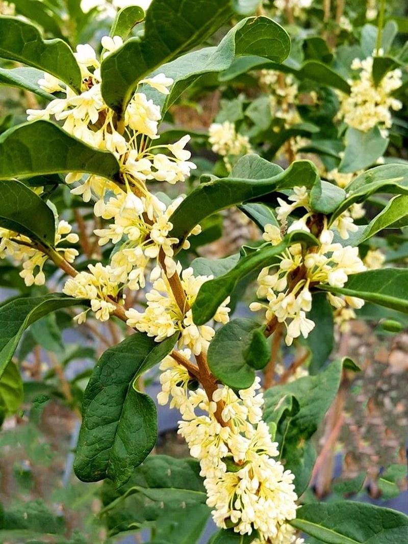 日香桂怎么修剪？日香桂修剪的正确方法？-第2张图片-优品飞百科