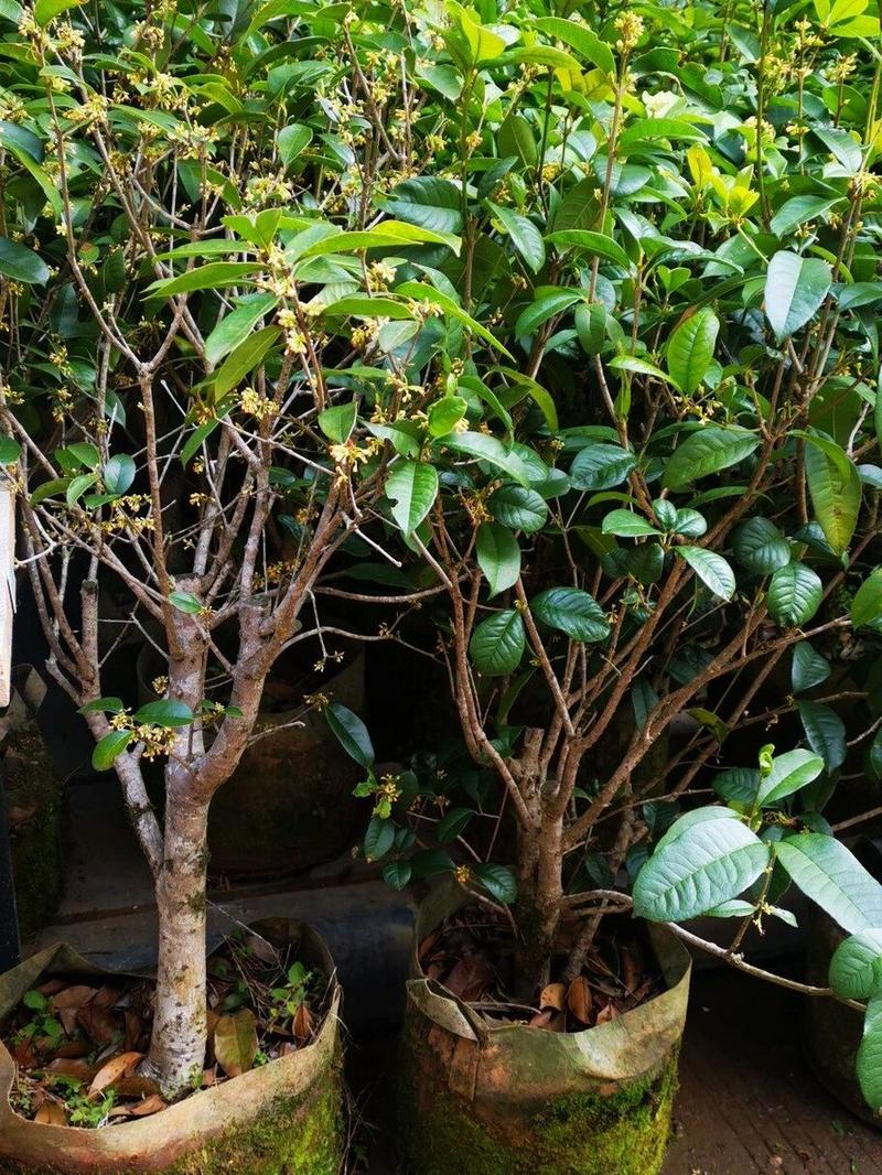 日香桂怎么修剪？日香桂修剪的正确方法？-第3张图片-优品飞百科