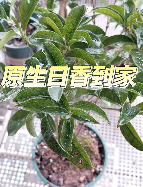 日香桂怎么修剪？日香桂修剪的正确方法？-第4张图片-优品飞百科