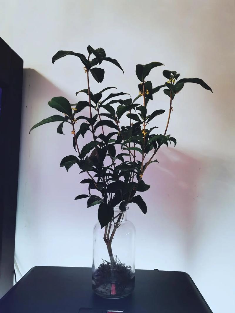 日香桂怎么修剪？日香桂修剪的正确方法？-第5张图片-优品飞百科