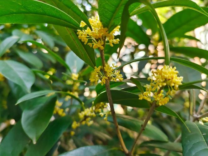 日香桂怎么修剪？日香桂修剪的正确方法？-第6张图片-优品飞百科