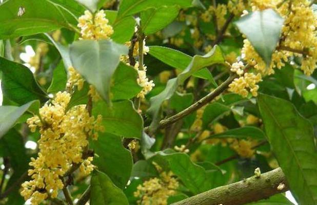 日香桂怎么修剪？日香桂修剪的正确方法？-第7张图片-优品飞百科