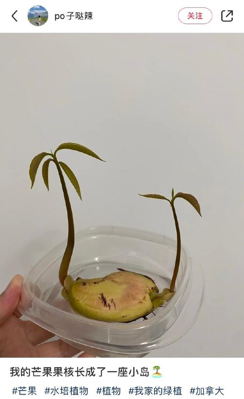 芒果核怎么种盆栽，芒果核怎么种盆栽能结果吗