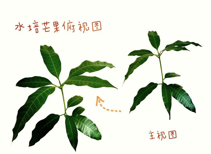 芒果核怎么种盆栽，芒果核怎么种盆栽能结果吗-第2张图片-优品飞百科