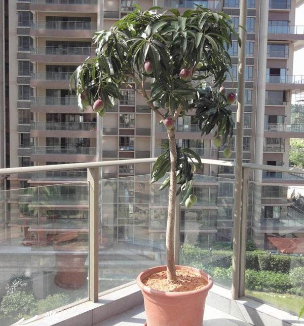 芒果核怎么种盆栽，芒果核怎么种盆栽能结果吗-第5张图片-优品飞百科