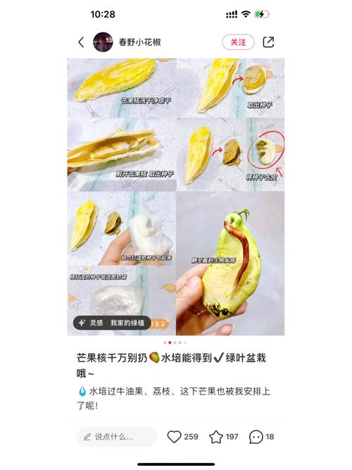 芒果核怎么种盆栽，芒果核怎么种盆栽能结果吗-第6张图片-优品飞百科