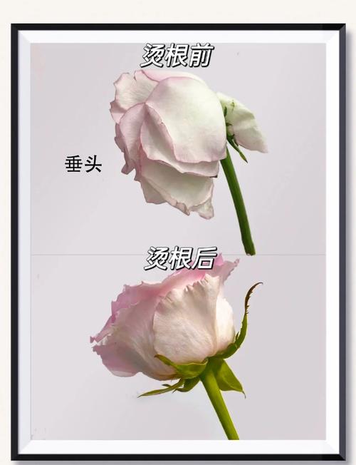 玫瑰花浇水过多了如何急救,玫瑰花浇水多了怎么办?-第2张图片-优品飞百科 玫瑰花浇水过多了如何急救,玫瑰花浇水多了怎么办?-第2张图片-优品飞百科