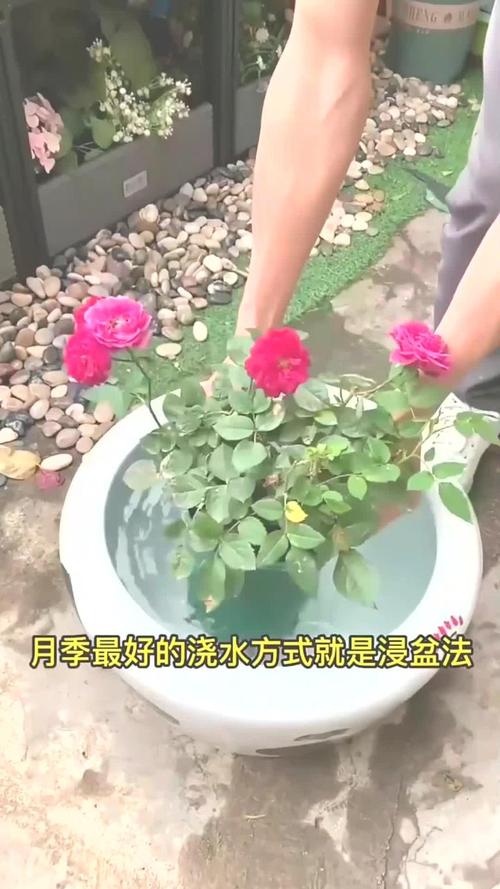 玫瑰花浇水过多了如何急救,玫瑰花浇水多了怎么办?-第4张图片-优品飞百科 玫瑰花浇水过多了如何急救,玫瑰花浇水多了怎么办?-第4张图片-优品飞百科