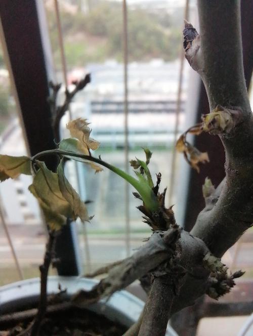 玫瑰花浇水过多了如何急救,玫瑰花浇水多了怎么办?-第5张图片-优品飞百科 玫瑰花浇水过多了如何急救,玫瑰花浇水多了怎么办?-第5张图片-优品飞百科