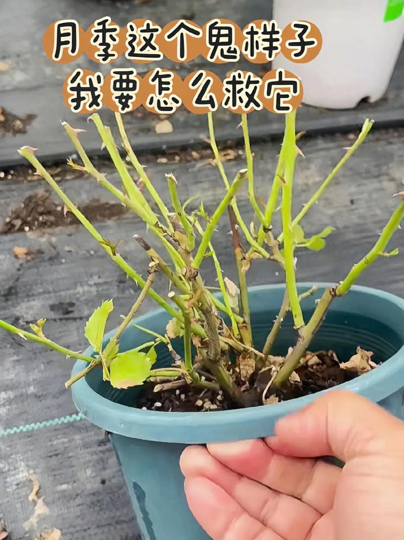 玫瑰花浇水过多了如何急救,玫瑰花浇水多了怎么办?-第6张图片-优品飞百科 玫瑰花浇水过多了如何急救,玫瑰花浇水多了怎么办?-第6张图片-优品飞百科