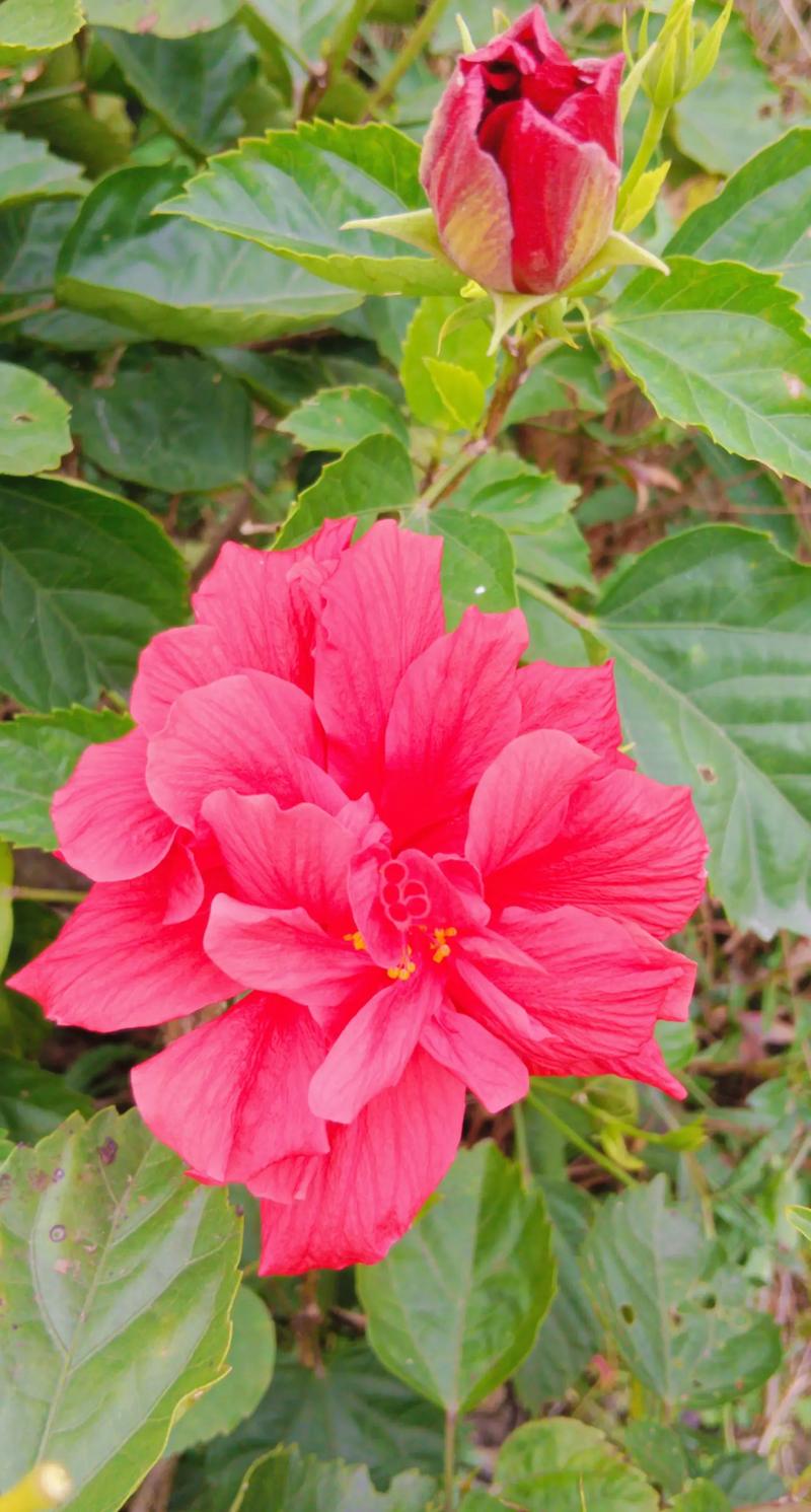 如何使白晶菊在圣诞开花？如何使白晶菊在圣诞开花呢？