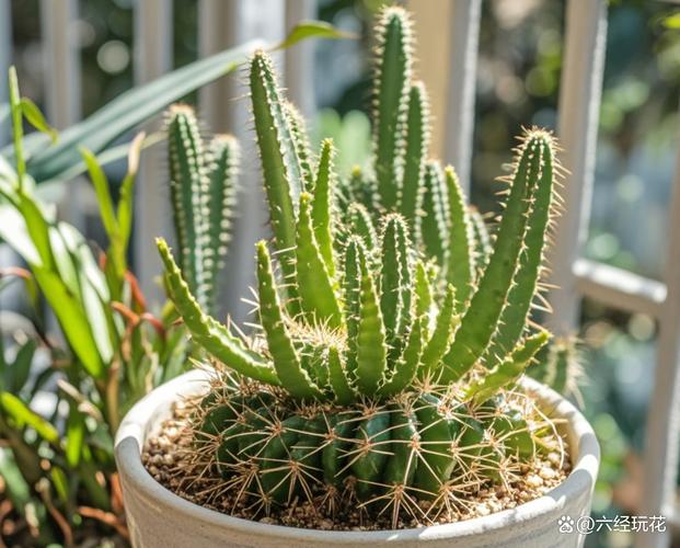 如何使白晶菊在圣诞开花？如何使白晶菊在圣诞开花呢？-第2张图片-优品飞百科