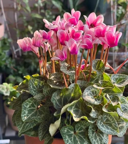 如何使白晶菊在圣诞开花？如何使白晶菊在圣诞开花呢？-第3张图片-优品飞百科