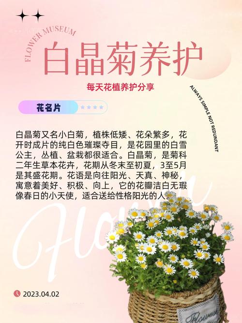 如何使白晶菊在圣诞开花？如何使白晶菊在圣诞开花呢？-第4张图片-优品飞百科
