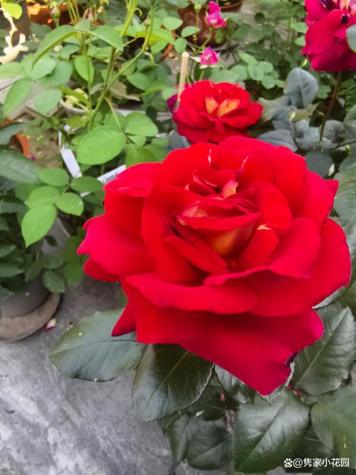 如何使白晶菊在圣诞开花？如何使白晶菊在圣诞开花呢？-第5张图片-优品飞百科