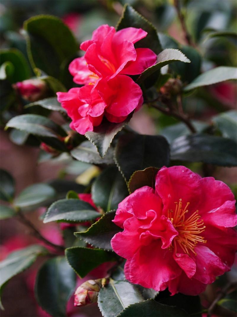 如何使白晶菊在圣诞开花？如何使白晶菊在圣诞开花呢？-第6张图片-优品飞百科