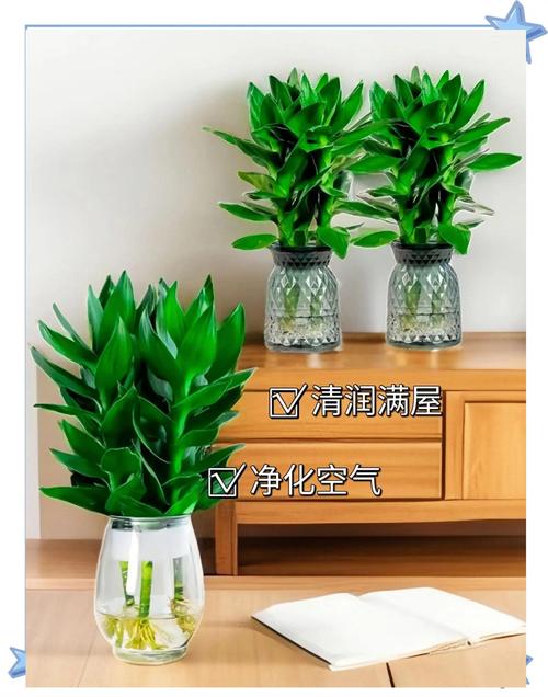 水培观音竹冬天怎么养，水培观音竹耐寒吗