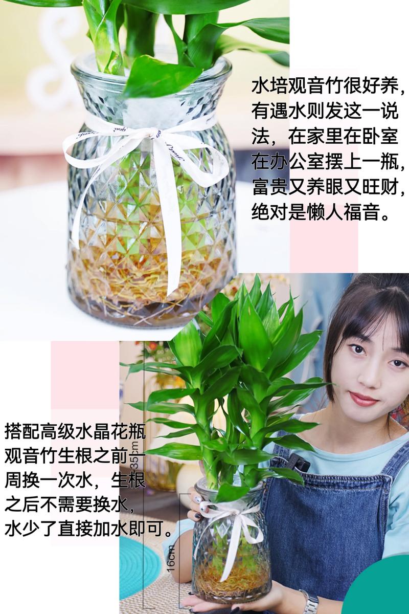 水培观音竹冬天怎么养，水培观音竹耐寒吗-第2张图片-优品飞百科