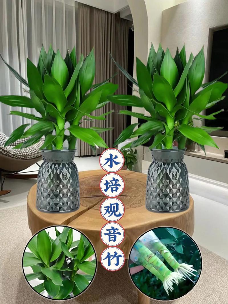 水培观音竹冬天怎么养，水培观音竹耐寒吗-第3张图片-优品飞百科