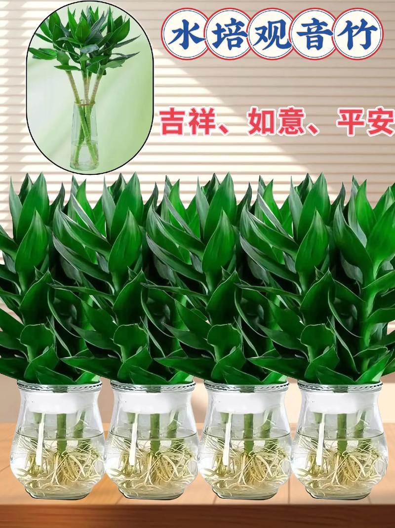 水培观音竹冬天怎么养，水培观音竹耐寒吗-第4张图片-优品飞百科