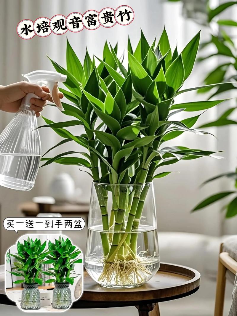 水培观音竹冬天怎么养，水培观音竹耐寒吗-第5张图片-优品飞百科