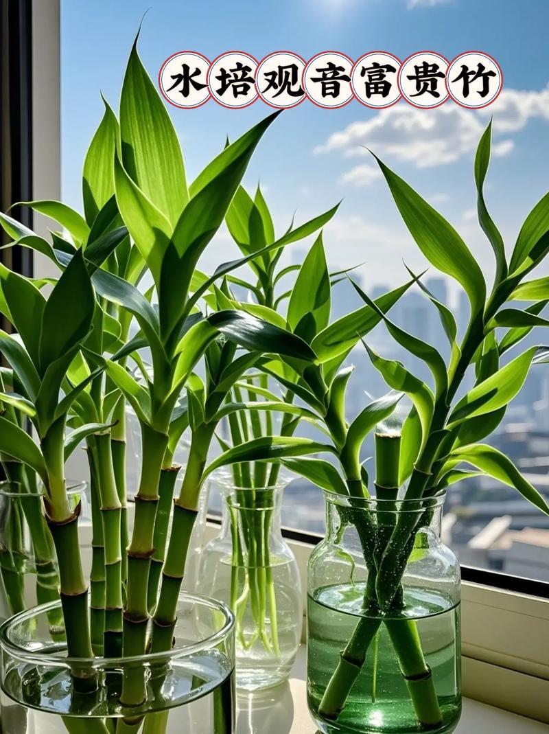 水培观音竹冬天怎么养，水培观音竹耐寒吗-第6张图片-优品飞百科
