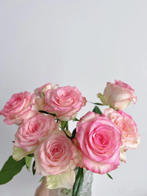 玫瑰花怎么养，玫瑰花怎么养才能开花不断