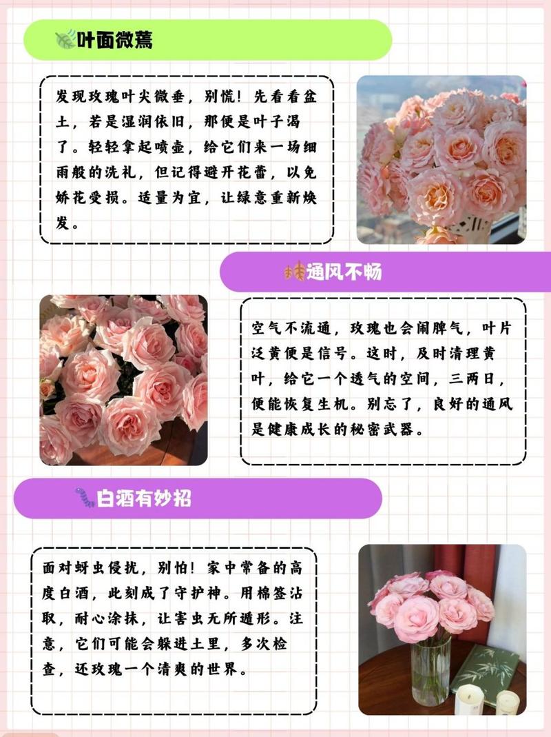 玫瑰花怎么养，玫瑰花怎么养才能开花不断-第2张图片-优品飞百科