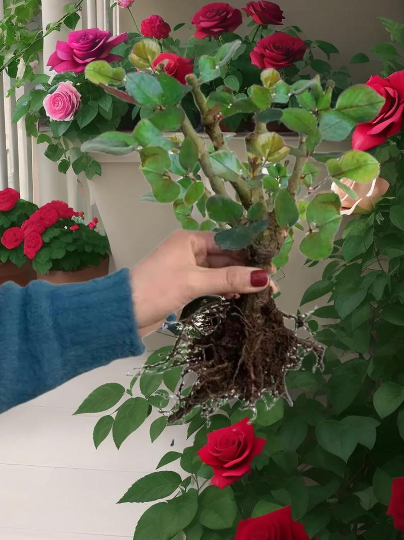 玫瑰花怎么养，玫瑰花怎么养才能开花不断-第3张图片-优品飞百科