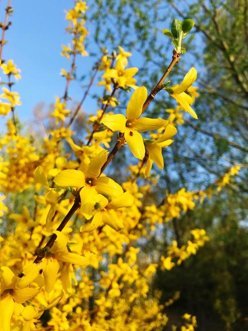 地栽迎春花多少天浇次水，地栽迎春花一年长多大-第2张图片-优品飞百科