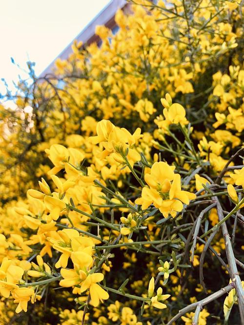 地栽迎春花多少天浇次水，地栽迎春花一年长多大-第3张图片-优品飞百科
