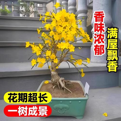 地栽迎春花多少天浇次水，地栽迎春花一年长多大-第4张图片-优品飞百科