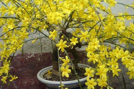 地栽迎春花多少天浇次水，地栽迎春花一年长多大-第6张图片-优品飞百科