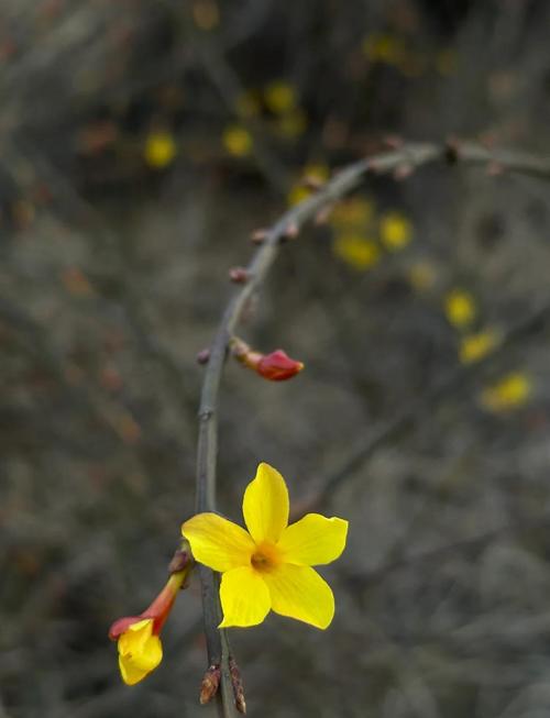 地栽迎春花多少天浇次水，地栽迎春花一年长多大-第7张图片-优品飞百科