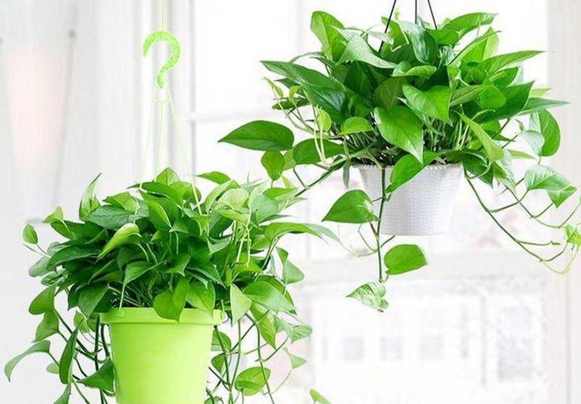 绿萝浇水多了会不会死？绿萝浇水多了会怎么样？-第2张图片-优品飞百科