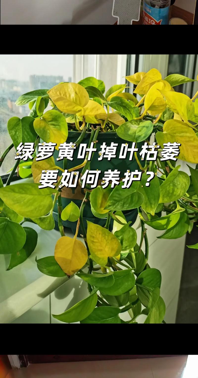 绿萝浇水多了会不会死？绿萝浇水多了会怎么样？-第4张图片-优品飞百科