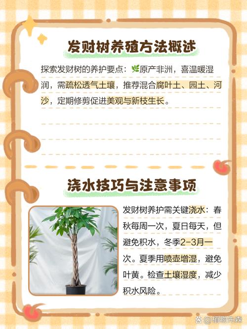 发财树怎么养，发财树怎么养护与浇水