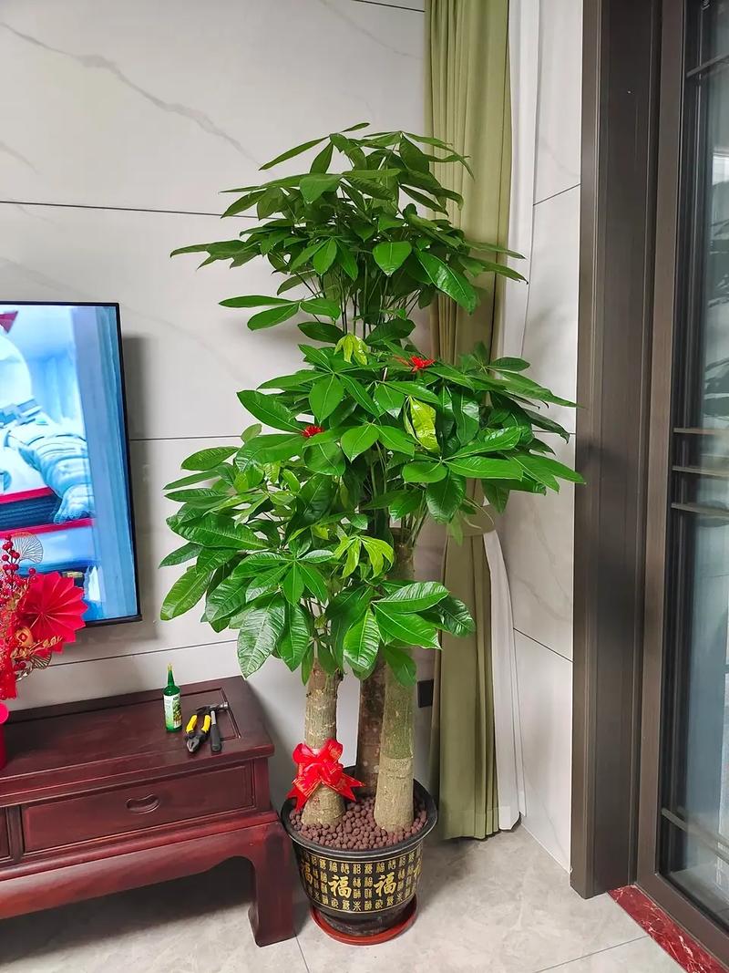 发财树怎么养,发财树怎么养护与浇水-第4张图片-优品飞百科 发财树怎么养,发财树怎么养护与浇水-第4张图片-优品飞百科