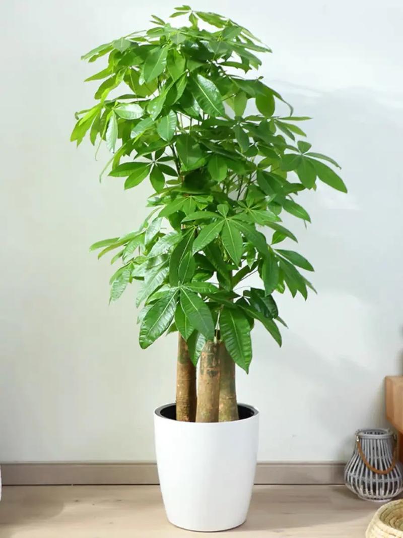 发财树怎么养,发财树怎么养护与浇水-第5张图片-优品飞百科 发财树怎么养,发财树怎么养护与浇水-第5张图片-优品飞百科